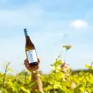 Divin Sauvignon Blanc 0.0% White Wine additional 4