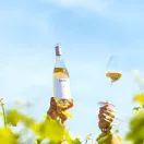 Divin Pinot Noir Rosé 0.0% Wine additional 4